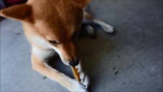 【吹いたら負け】柴犬が硬そうなお菓子を美味しそうに食べるが・・・www