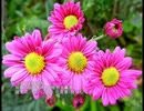 誕生日に贈る言葉～10月11日生まれの理知的なあなたに－聴きものがたり