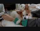 飼い主の足の間でまったりするワンコ（パピヨン）