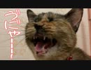 それではお聞きください。猫のシャウトです。