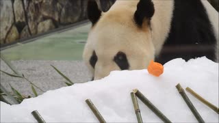 【いつもありがとう】おとうさんパンダ永明さん【父の日】