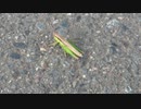 【昆虫】バッタをひたすら観察する【自然】