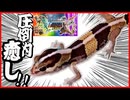 【かわいい】お迎えしたニシアフリカトカゲモドキがかわいすぎた!!【癒し】