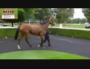 エネイブル　馬装(鞍)なし歩様動画