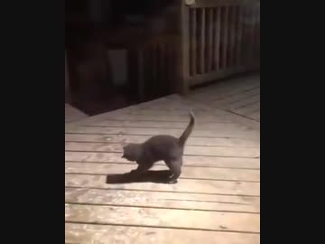 初めて雪を見てはしゃぐ猫が可愛すぎる