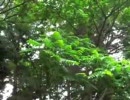 オリジナル「遠くの空」をMEIKOに歌ってもらいました♫