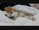 横たわって休むワンコ（パピヨン）3