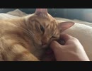 ねこねこもふもふ
