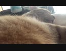 呼吸すら尊い