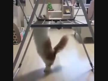 ぬこ「(のぼりたいけど、のぼれない…)」