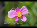誕生日に贈る言葉～10月12日生まれの感性豊かなあなたに－聴きものがたり