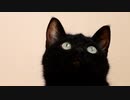 猫ばかりの国 / webnokusoyaro