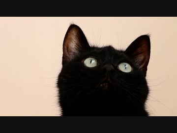 猫ばかりの国 / webnokusoyaro