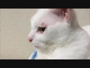 さすらいのチョコ猫、宇宙猫と対面する