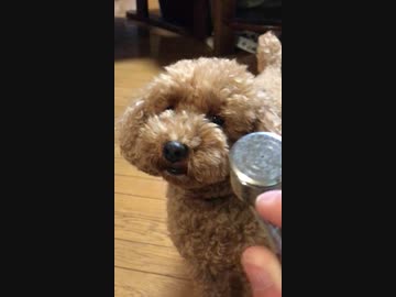 エアブラシが気になるわんわん