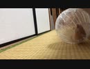 【キンクマ】コロコロハムスター