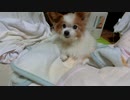 まったりするワンコ（パピヨン）