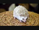 ハリ活.vol 40. ~こころは食べつつ出していくスタイル~