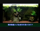 【水底計画】part4「むしろ飼い主以上に観察してくる」
