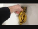 バナナをトイレに流してみた４