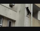 高gato