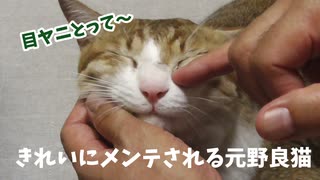 きれいにメンテされる喜びを覚えた元野良猫。