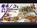 毒キノコをゴキブリに毒見させたら、どうなる・・・？