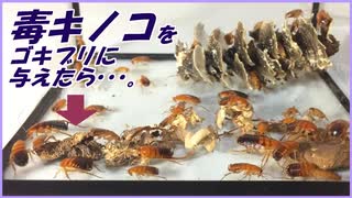 毒キノコをゴキブリに毒見させたら、どうなる・・・？