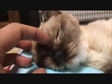 さようなら、チョコ猫さん