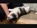 怒られて反省している猫