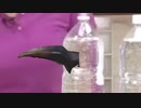 あぁ～！　ミラーワールドの音ォ～！！