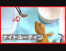 【ルーティン】レオパ＆ニシアフを16匹飼育している男のナイトルーティン【エサやり】