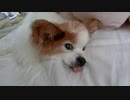 舌が出ちゃうワンコ（パピヨン）