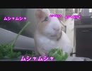 モルモットがマロニーたべちゃうぞ！