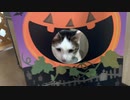 セリアで猫のハロウィンを提案します。