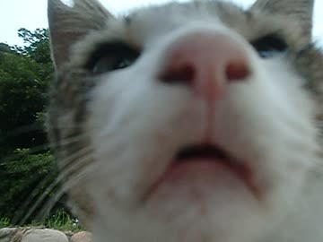【時間停止❢】この猫だけ「時間が停止している！？」