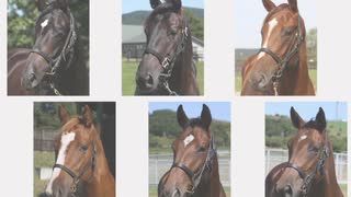 広尾2019年秋_追加募集馬_血統データ分析