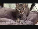 うどん職人猫、猫ピアニストに転職する