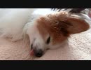 舌が出ちゃうワンコ（パピヨン）2