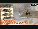 山奥で凶暴な野生オオスズメバチに遭遇。そして、捕獲・・・。