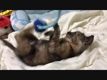 わちゃわちゃサビ子猫、モフられてイイ顔をする