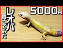 レオパの紹介 3年飼ってます 【飼育環境も紹介】