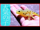 【ガチャガチャ】爬虫類のおもちゃ紹介【デアゴスティーニ】