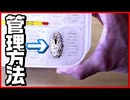 【レオパ繁殖】レオパ(ヒョウモントカゲモドキ)卵の管理方法【産卵床  孵卵床】
