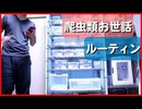 【爬虫類飼育ルーティン】レオパのお掃除、餌あげします。【日常】