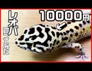 レオパの紹介 4年飼ってます 【飼育環境も紹介】