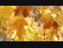 Pexels Videos 1546877　中野陽平