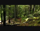 Pexels Videos 1448735　中野陽平