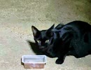 空腹の時だけ食事を強請りに来る野良猫