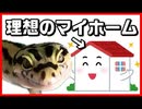 【５年経過】ヒョウモントカゲモドキ_レオパの飼い方、飼育環境の紹介。